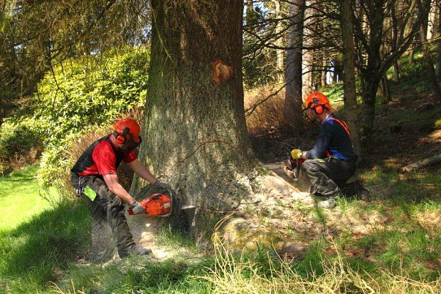 Felling an unusually large Sitka Spruce