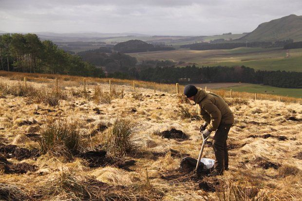 Planting new woodlands in the Pentland Hills