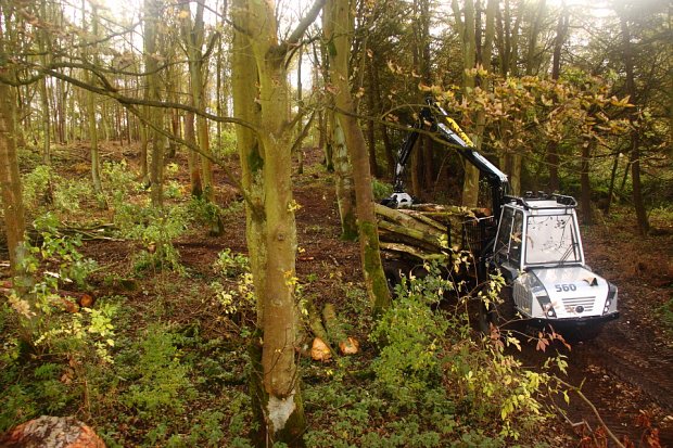 Nipping between the trees it is difficult to see the extraction routes