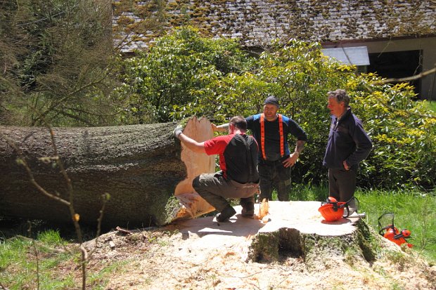 Counting the rings - something over 100...