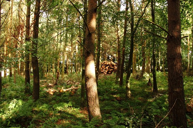 The wood after thinning looking a bit brighter