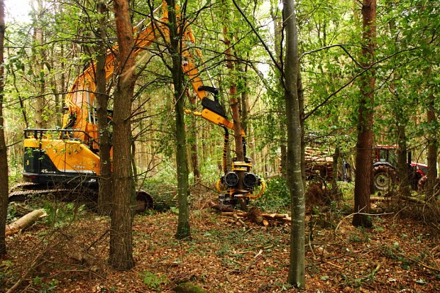Selective felling to open up this mixed Pine woodland
