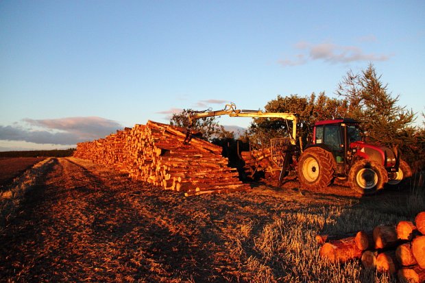 Stacking the Pine in the setting sun
