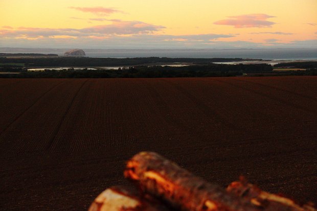 Pine stacked overlooking the Forth Estuary