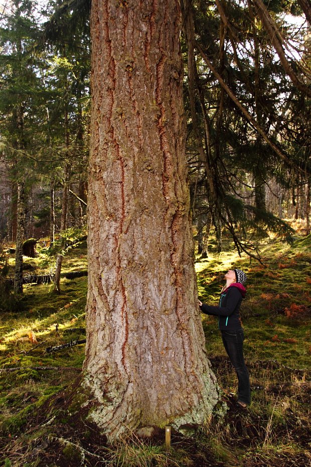 One of the large Douglas Fir with its individual number on a stake at its base