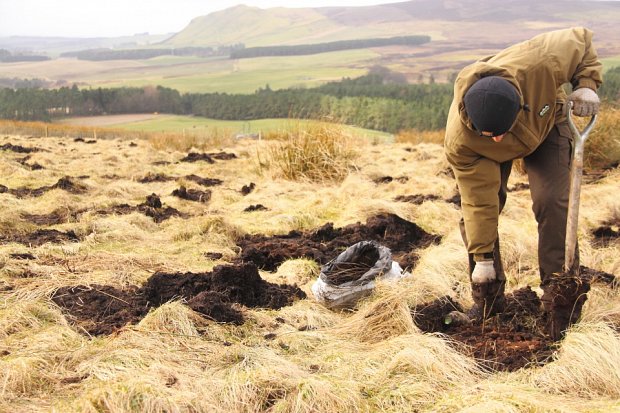 Chris carefully planting into the mounds with a little fertiliser added to aid growth