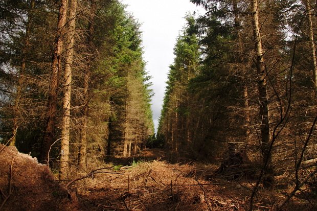 Large gaps in the canopy from taking out 2 rows of trees
